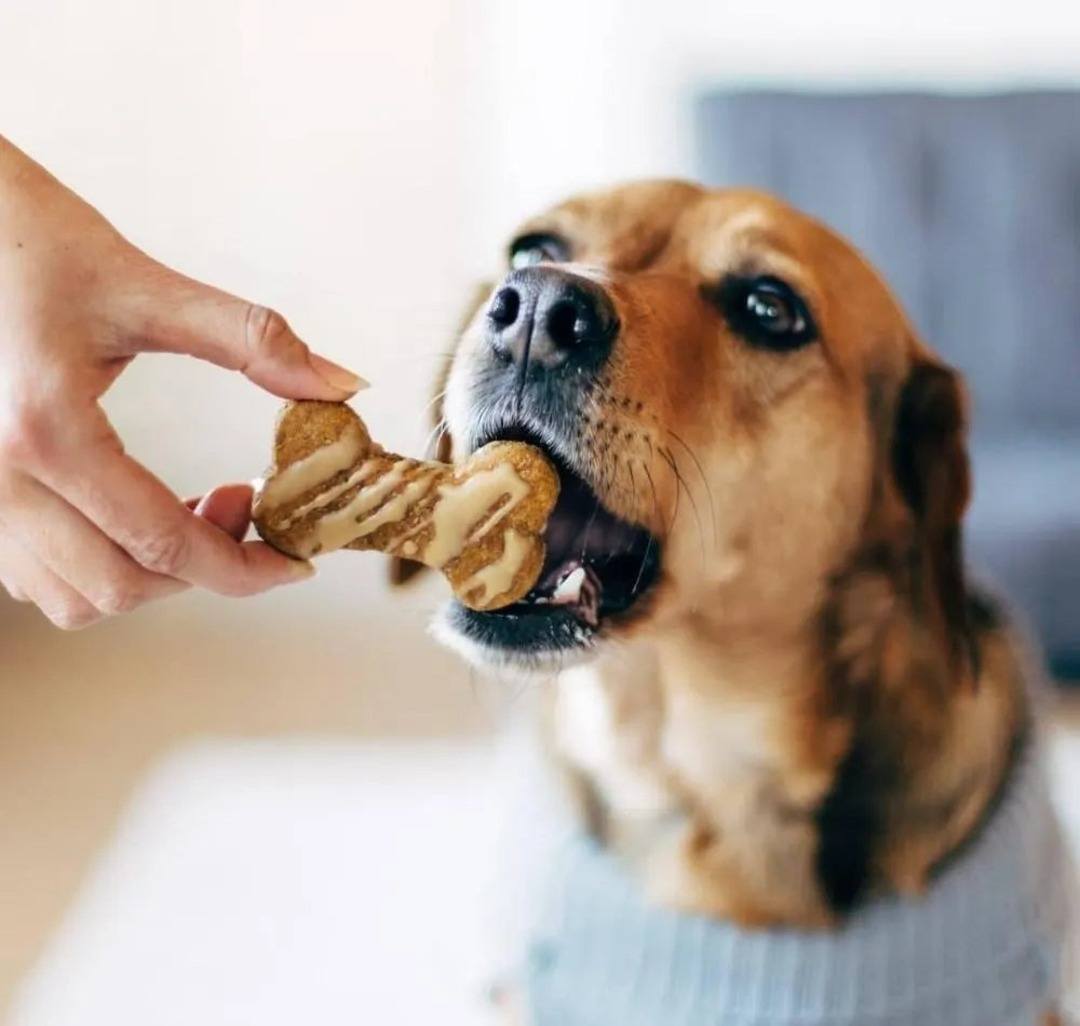 KIT DE MOLDES GOLOSINAS PARA PERROS